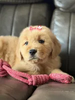 Red girl , a female Golden Retriever for sale in Fort Myers, FL – Photo 1 of 5