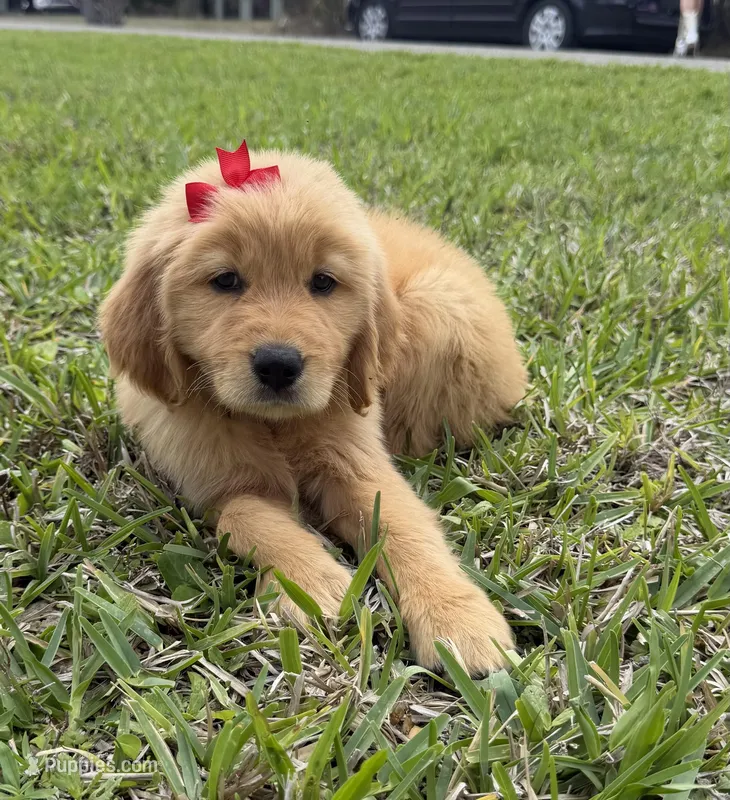 Red girl  – Golden Retriever puppy for sale in Fort Myers, FL