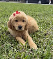 Red girl , a female Golden Retriever for sale in Fort Myers, FL – Photo 7 of 10