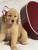 Red girl , a female Golden Retriever for sale in Fort Myers, FL – Photo 6 of 10
