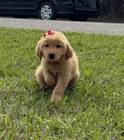 Red girl , a female Golden Retriever for sale in Fort Myers, FL – Photo 8 of 10