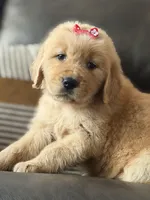 Red girl , a female Golden Retriever for sale in Fort Myers, FL – Photo 3 of 5