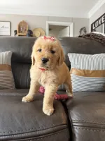 Red girl , a female Golden Retriever for sale in Fort Myers, FL – Photo 5 of 5