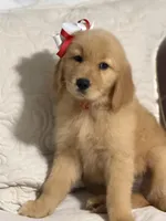 Red girl , a female Golden Retriever for sale in Fort Myers, FL – Photo 3 of 10