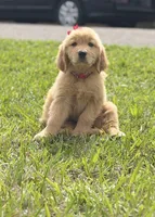 Red girl , a female Golden Retriever for sale in Fort Myers, FL – Photo 10 of 10