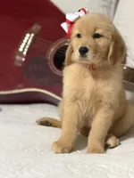 Red girl , a female Golden Retriever for sale in Fort Myers, FL – Photo 4 of 10