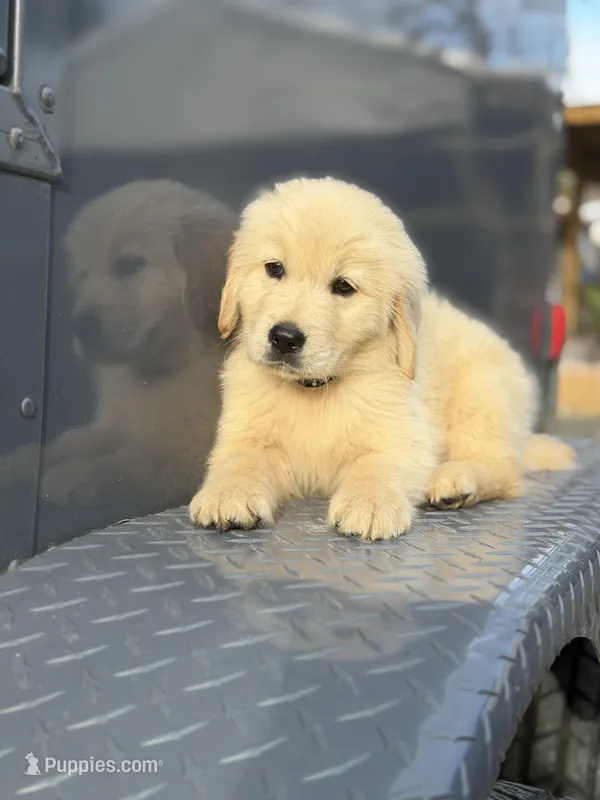 Black Boy  – Golden Retriever puppy for sale in Fort Myers, FL