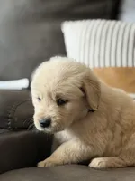 Black Boy , a male Golden Retriever for sale in Fort Myers, FL – Photo 2 of 10