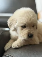 Black Boy , a male Golden Retriever for sale in Fort Myers, FL – Photo 5 of 10