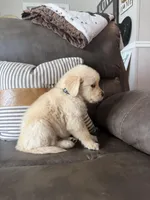 Black Boy , a male Golden Retriever for sale in Fort Myers, FL – Photo 10 of 10