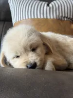 Black Boy , a male Golden Retriever for sale in Fort Myers, FL – Photo 7 of 10