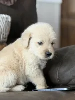 Black Boy , a male Golden Retriever for sale in Fort Myers, FL – Photo 4 of 10