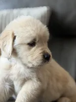 Black Boy , a male Golden Retriever for sale in Fort Myers, FL – Photo 1 of 10