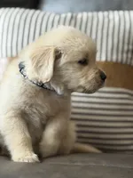 Black Boy , a male Golden Retriever for sale in Fort Myers, FL – Photo 3 of 10