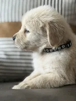 Black Boy , a male Golden Retriever for sale in Fort Myers, FL – Photo 6 of 10