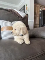 Black Boy , a male Golden Retriever for sale in Fort Myers, FL – Photo 9 of 10