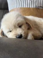 Black Boy , a male Golden Retriever for sale in Fort Myers, FL – Photo 8 of 10