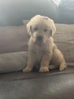 Peach girl , a female Golden Retriever for sale in Fort Myers, FL – Photo 4 of 4