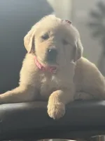Peach girl , a female Golden Retriever for sale in Fort Myers, FL – Photo 3 of 4