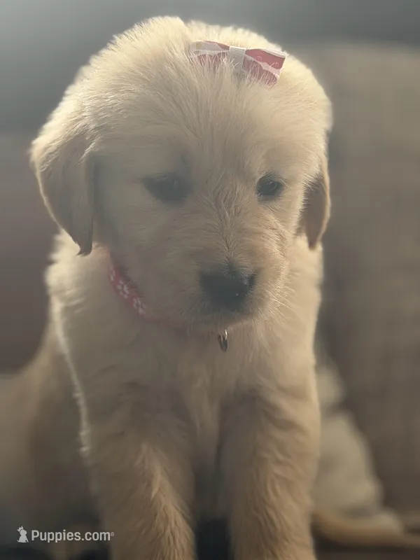 Peach girl , a female Golden Retriever for sale in Fort Myers, FL – Photo 1 of 4