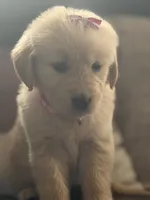 Peach girl , a female Golden Retriever for sale in Fort Myers, FL – Photo 1 of 4