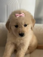 Light pink girl , a female Golden Retriever for sale in Fort Myers, FL – Photo 1 of 5