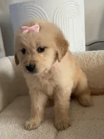 Light pink girl , a female Golden Retriever for sale in Fort Myers, FL – Photo 3 of 5