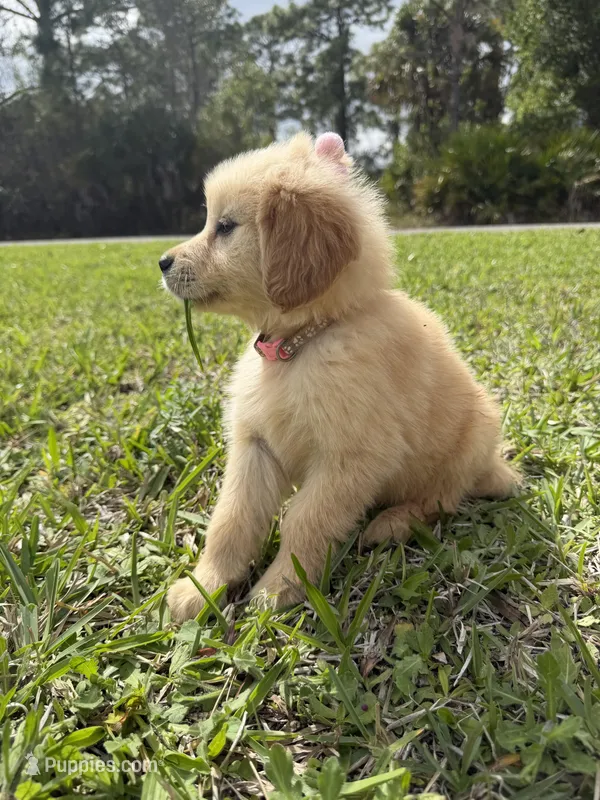 Light pink girl  – Golden Retriever puppy for sale in Fort Myers, FL