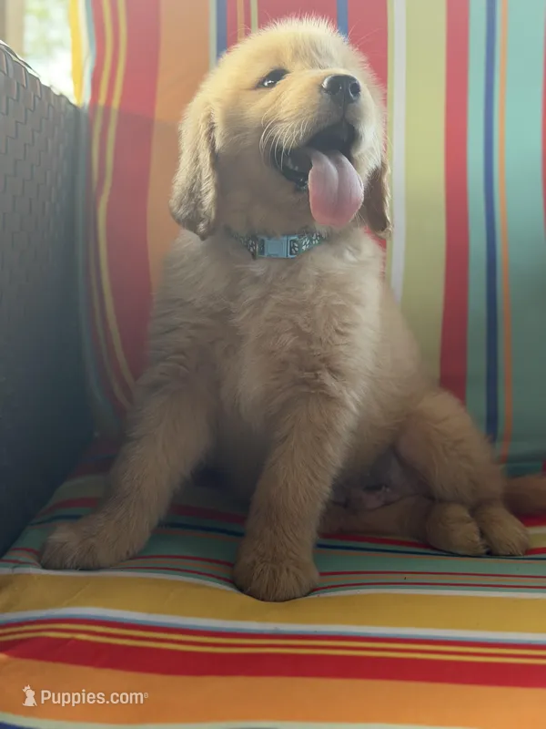 Light blue boy  – Golden Retriever puppy for sale in Fort Myers, FL