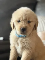 Light blue boy , a male Golden Retriever for sale in Fort Myers, FL – Photo 1 of 5