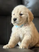 Light blue boy , a male Golden Retriever for sale in Fort Myers, FL – Photo 4 of 5