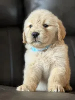 Light blue boy , a male Golden Retriever for sale in Fort Myers, FL – Photo 2 of 5