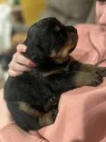 Nike, a female Rottweiler for sale in Buskirk, NY – 4 of 8