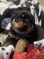 Nike, a female Rottweiler for sale in Buskirk, NY – 1 of 8