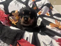 Kratos, a male Rottweiler for sale in Buskirk, NY – 4 of 7