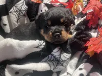 Mila, a female Rottweiler for sale in Buskirk, NY – 1 of 7