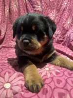 Chilli, a female Rottweiler for sale in Buskirk, NY – Photo 5 of 10