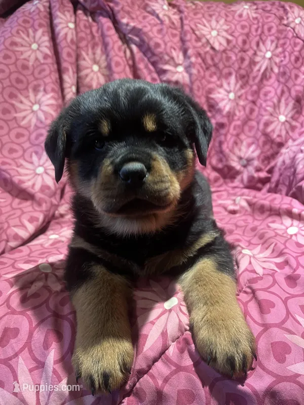 Chilli – Rottweiler puppy for sale in Buskirk, NY