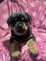 Chilli, a female Rottweiler for sale in Buskirk, NY – Photo 2 of 10