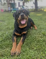 Chilli, a female Rottweiler for sale in Buskirk, NY – Photo 7 of 10