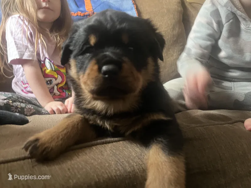 Chilli – Rottweiler puppy for sale in Buskirk, NY