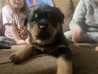 Chilli, a female Rottweiler for sale in Buskirk, NY – Photo 4 of 10