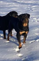Chilli, a female Rottweiler for sale in Buskirk, NY – Photo 6 of 10