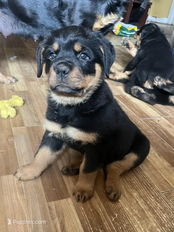 Chilli – Rottweiler puppy for sale in Buskirk, NY