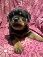 Chilli, a female Rottweiler for sale in Buskirk, NY – Photo 3 of 10
