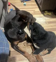 Chilli, a female Rottweiler for sale in Buskirk, NY – Photo 10 of 10