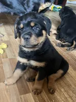 Chilli, a female Rottweiler for sale in Buskirk, NY – Photo 9 of 10