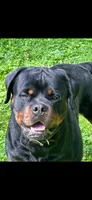 Chilli, a female Rottweiler for sale in Buskirk, NY – Photo 8 of 10
