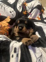 Kratos, a male Rottweiler for sale in Buskirk, NY – 2 of 7