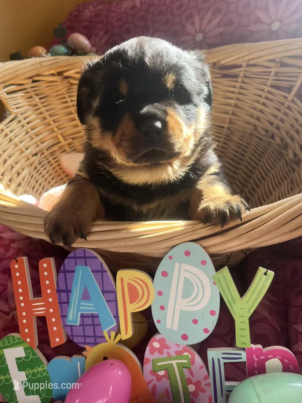Bandit – Rottweiler puppy for sale in Buskirk, NY